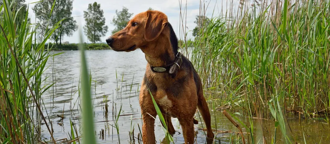 Veganes Hundefutter – kann man Hunde vegan ernähren?