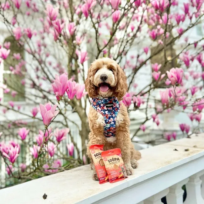 Soopa Dentals MANGO & HIMBEERE